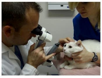 Лечние глаз у собак и кошек это очень сложный процесс требующий больших знаний и профессионализма от ветеринара