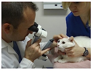 Все виды ветеринарных услуг исполняются врачами качественно, потому что у нас работают специалисты, которые искренне любят животных!