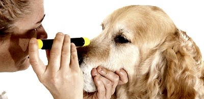 Достаточно часто встречаются болезни глаз у животных, лечением которых занимаются ветеринары, прошедшие углубленную подготовку в офтальмологии