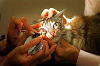 Лечение глаз у кошек - включает в себя комплекс диагностических манипуляций, на основании которых назначается медикаментозное лечение