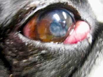 Если у вас возникают сомнения или вы видите явные изменения в состоянии глаз своего любимца, обязательно обратитесь к ветеринарному офтальмологу