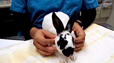 Болезни и лечение декоративных кроликов ветврачом ратологом