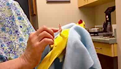 Болезни попугаев и как их лечит ветеринар орнитолог