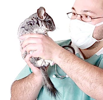 Информации относительно заболеваний и лечении шиншилл крайне мало, так как шиншилла представляется малоизученным зверем