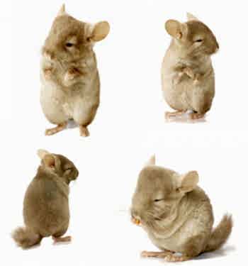 Поскольку шиншилла принадлежит к числу экзотичных животных, для предоставления ветеринарной помощи вашему любимцу, необходимо обращаться исключительно к ветеринарному врачу, профессионалу, ветврачу - ратологу, а не заниматься самолечением