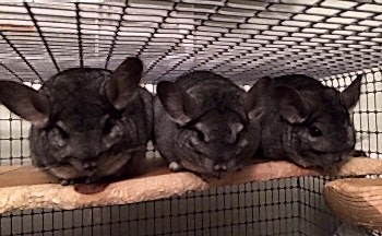 При поносе у шиншиллы помёт становится размягчённым или жидким, температура тела повышается. Причинами расстройства стула могут быть неправильное питание или стресс