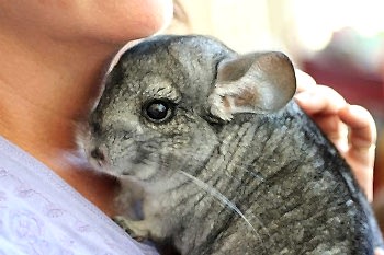 Грызуны довольно часто болеют инфекционными заболеваниями