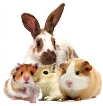 Опытные ветеринары по в Нижнем грызунам Новгороде Предлагают профессиональные консультации по разведению и содержанию
