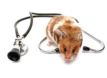 Некоторые из болезней хомяков могут передаваться человеку, поэтому больное животное подлежит обязательному осмотру ветеринаром