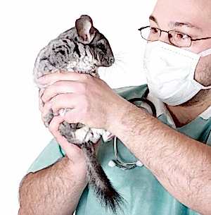 Нужно старательно наблюдать за поведением шиншиллы и при первых сигналах заболевания предоставить лечение