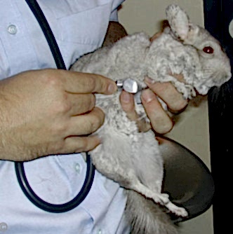 Маленькие животные крайне восприимчивы к изменениям окружающей среды, подвержены стрессам и могут быть переносчиками вовремя не обнаруженных заболеваний