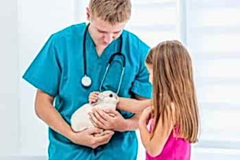 Различные ушибы и переломы могут появляться при падении с высоты и неправильной фиксации питомца