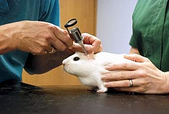 Грызуны, которые содержатся в неволе, должны обязательно находиться под пристальным вниманием своих владельцев