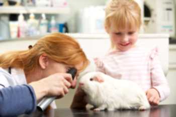 Морские свинки могут иметь паразитов - блох, глистов, пухоедов и других, а возможная чесотка несет опасность и хозяевам