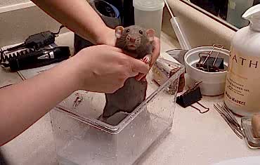 Болезни и лечение декоративных крыс ветеринаром ратологом