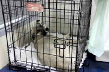 Наблюдение в режиме 24/7, интенсивная терапия, мониторинг швов, необходимая корректировка лечения на любом его этапе