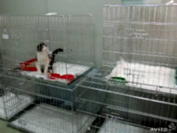 Кормление, прием медицинских препаратов и любые другие процедуры проводятся только с разрешения ветеринара