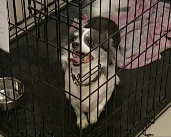 Наш стационар для домашних животных соответствует всем принятым нормам и стандартам качестваНаш стационар для домашних животных соответствует всем принятым нормам и стандартам качества