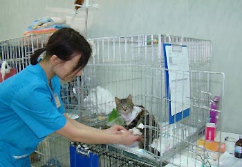 Лечение домашних животных в стационере в разы эффективнее, чем самый тщательный домашний уход за больным зверем