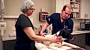 Собака на приёме у ветеринара