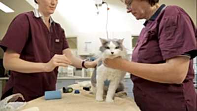 Ветеринарные врачи проводят клинический осмотр кошки