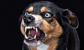 beshenstvo zhivotnyh 2