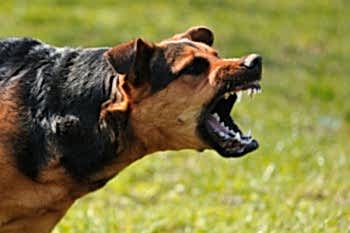 beshenstvo zhivotnyh 5