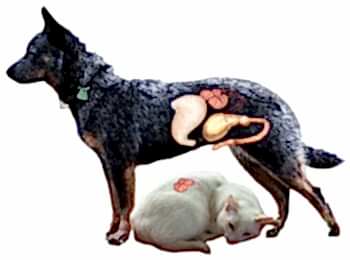 Если вы у своего питомца наблюдаете затрудненное или болезненное мочеиспускание, животное часто бегает в туалет или, напротив, не посещает туалет, это является неотложным поводом показать его врачу