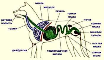 Как показывают многочисленные исследования, заболевания желудочно-кишечного тракта - это один из наиболее распространенных недугов у домашних питомцев