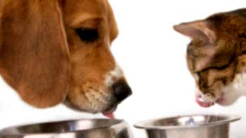 Одно из наиболее распространенных заболеваний ЖКТ у наших четвероногих братьев - это острый гастрит