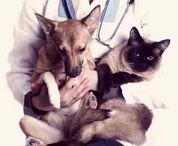 Животных, страдающих от хронического гастрита, необходимо кормить небольшими порциями и достаточно часто