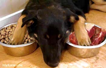 Назначать лечение острого гастрита должен ветеринарный врач, однако облегчить состояние питомца можно и самостоятельно