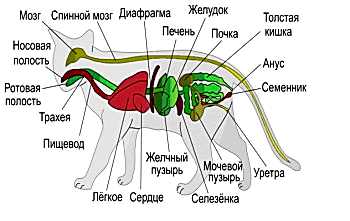 ЖКТ в ветеринарии требуют своевременного обнаружения (желательно, на ранней стадии) и прохождения комплексного курса эффективного лечения