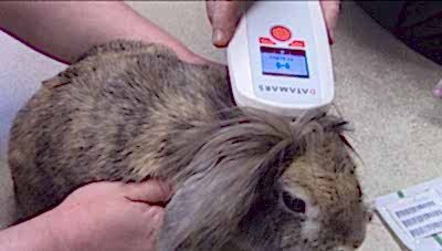 Проводить чипирование собаки или других питомцев могут только ветеринарные клиники, получившие соответствующее разрешение