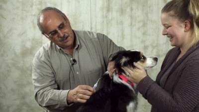 Чипирование собаки ветеринарным врачом