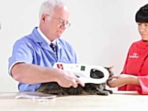 Электронная идентификация (чипирование животных) позволяет вывозить питомца за границу, а также найти его в случае потери, кражи или подмены