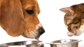 Гастрит является воспалительным процессом, протекающим в слизистой желудка у кошек и собак