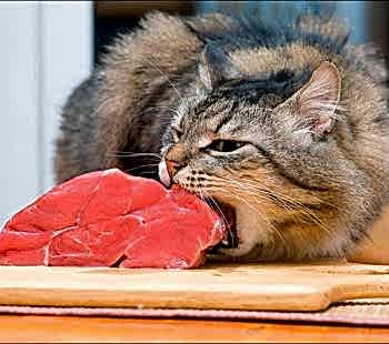 Кормить питомца можно после прекращения рвоты и диареи, однако следует придерживаться диеты и стараться не давать животному жирной и белковой пищи