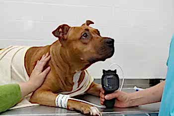 Повышенное или пониженное давление у животных может свидетельствовать о различных заболеваниях, а своевременное выявление, как известно, всегда облегчает течение болезни или вообще предотвращает их появление