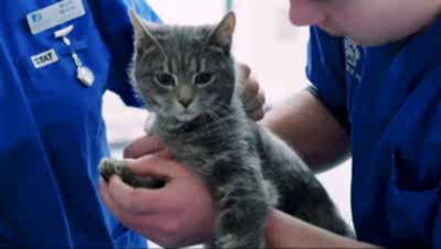 После кастрации коты становятся спокойными