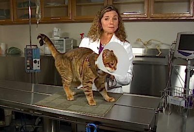 Есть и алтернативы хирургической кастрации котов