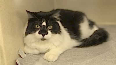 Послеоперационный уход за кастрированными котами минимален