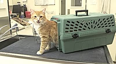 Будьте осторожны, кастрированные коты склонны к ожирнию