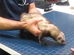 Главные болезни типичные для хорьков