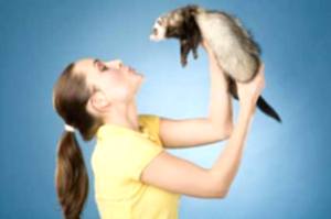 Симптомы болезни у хорьков различаться от подобных сиптомов у прочих животных