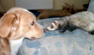 От заботливости владельца к состоянию здоровья животного непосредственно зависит длительность и качество жизнедеятельности хорька.