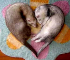 Врачи ветеринарной клиники «НЕОТЛОЖКА» выполняют диагностическое обследование, а также лечение хорьков.