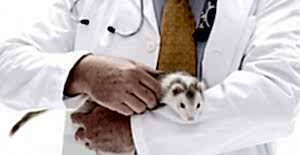 Всё чаще поклонники животных в частных домах, а также квартирах заводят хорьков