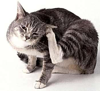 Когда после проведенного рекомендованными препаратами лечение не подействовало, нужно убедиться, в правильности поставленного диагноза по поводу отодектоза