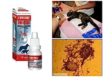 Назначить правильное лечение отодектоза после осмотра животного должен только ветеринар